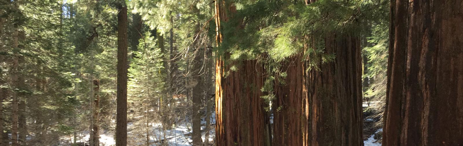 Beatiful Redwoods in Yosemite National Forest taken by a tour operator.
